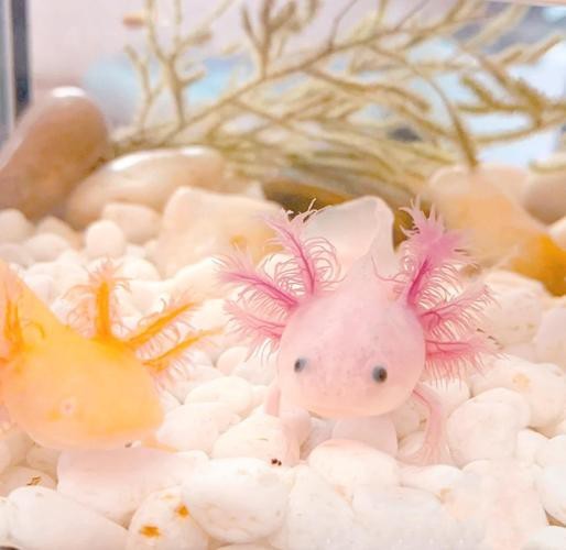 恐龍魚魚的圖片