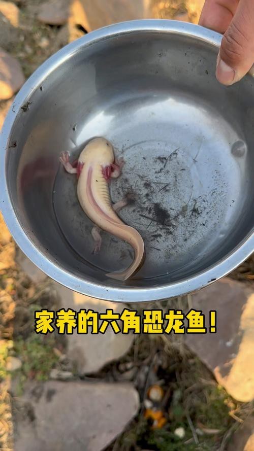 恐龍魚魚的圖片