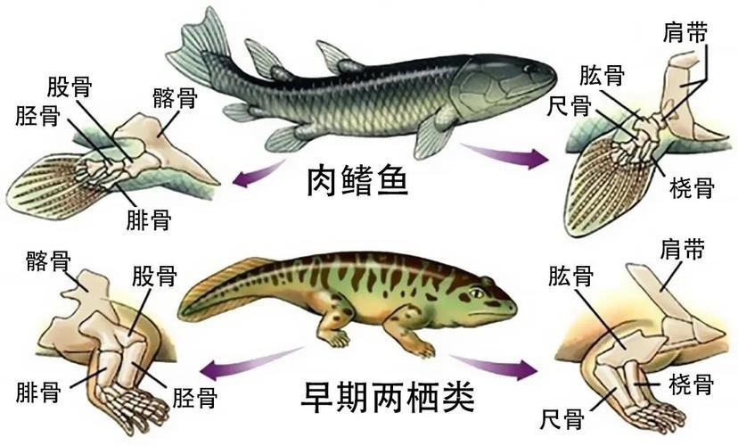 恐龍魚魚的圖片
