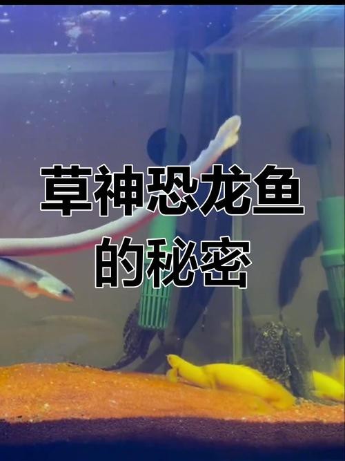 恐龍魚魚的圖片