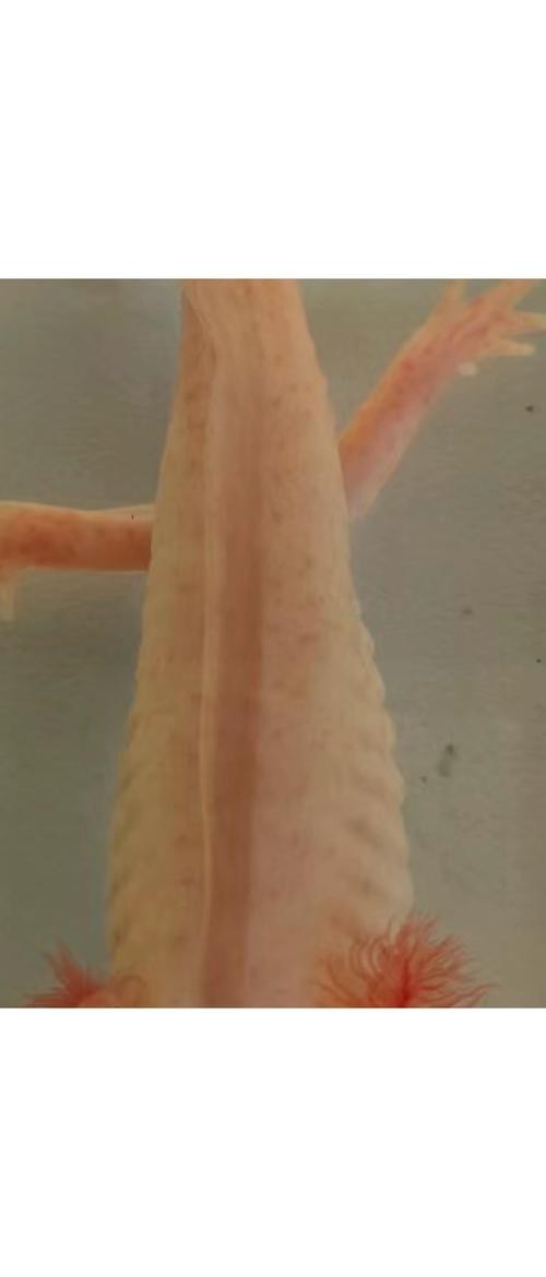 恐龍魚魚的圖片