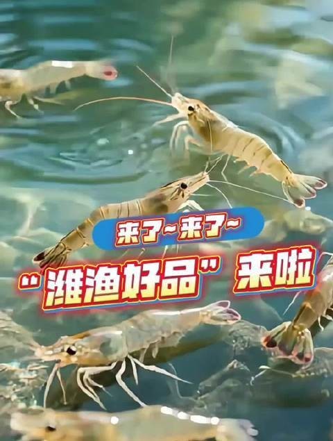 濰坊市無(wú)抗活蝦的市場(chǎng)反響如何？