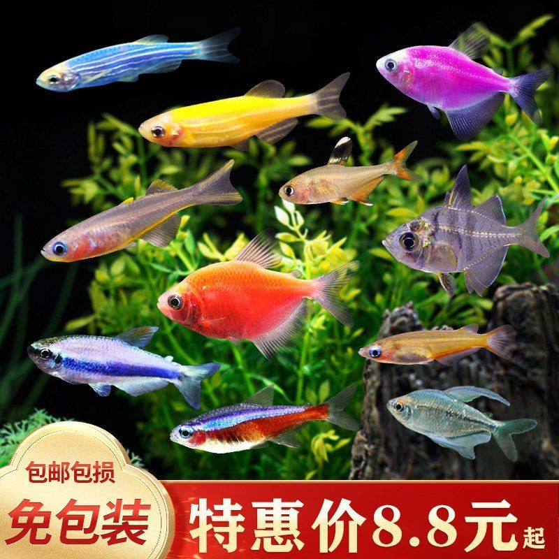 紅勾魚