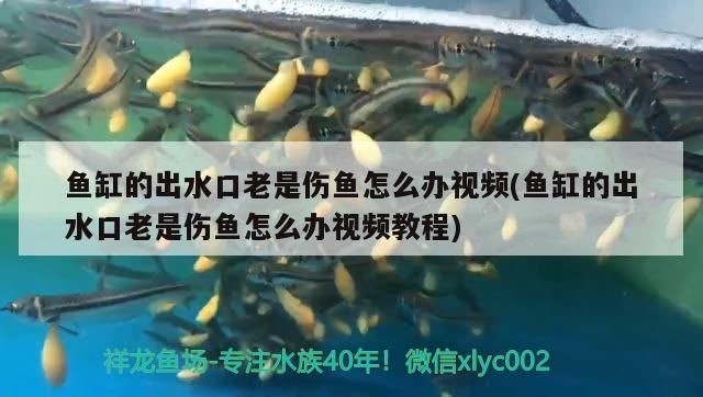 可麗愛魚缸使用壽命：關(guān)于可麗愛魚缸使用壽命的詳細(xì)信息