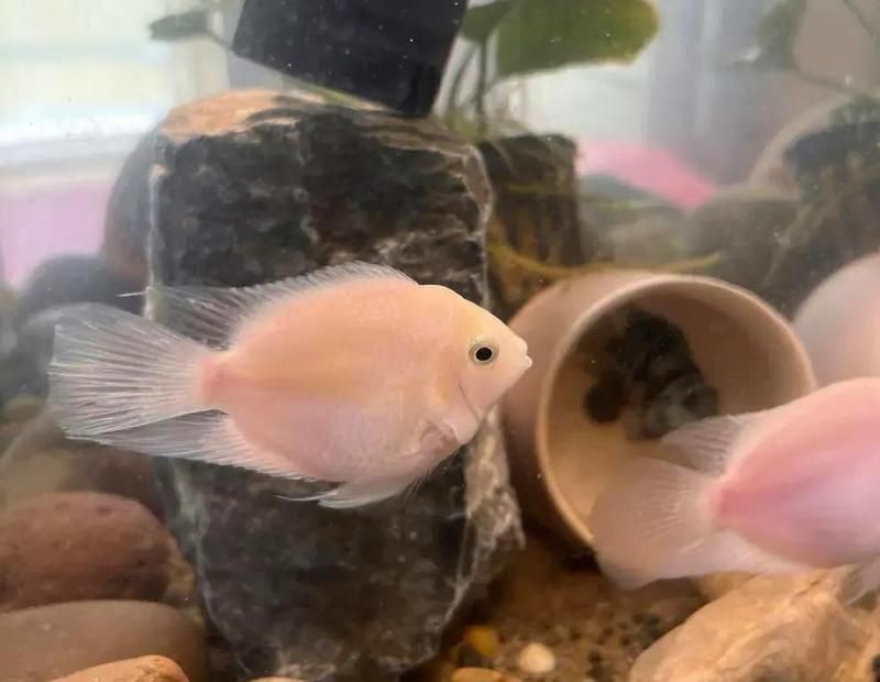 紅鸚鵡魚(yú)起頭征兆