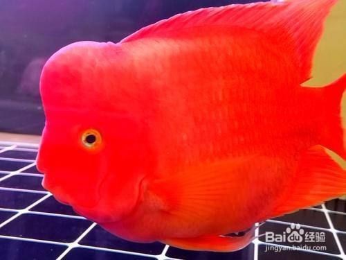 紅鸚鵡魚(yú)起頭征兆