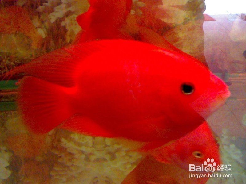紅鸚鵡魚(yú)起頭征兆