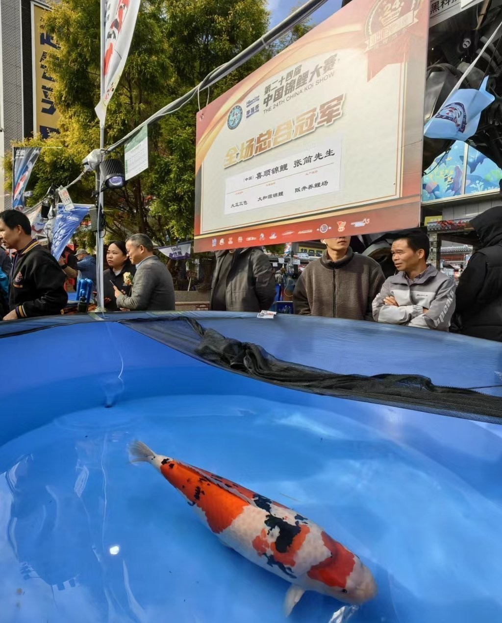 中國錦鯉大賽有哪些特色項目? 2025長城杯龍魚大賽 第4張 中國錦鯉大賽有哪些特色項目? 中國錦鯉大賽有哪些特色項目? 2025長城杯龍魚大賽 第4張