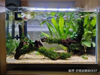 魚缸過濾系統的全面解析：魚缸底砂的選擇