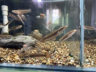 馴養(yǎng)野生雷龍魚需要考慮以下幾個(gè)步驟和注意事項(xiàng)：馴養(yǎng)野生雷龍魚需要考慮以下關(guān)鍵步驟和注意事項(xiàng)
