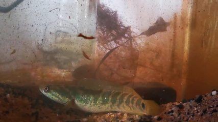 馴養(yǎng)野生雷龍魚需要考慮以下幾個(gè)步驟和注意事項(xiàng)：馴養(yǎng)野生雷龍魚需要考慮以下關(guān)鍵步驟和注意事項(xiàng)