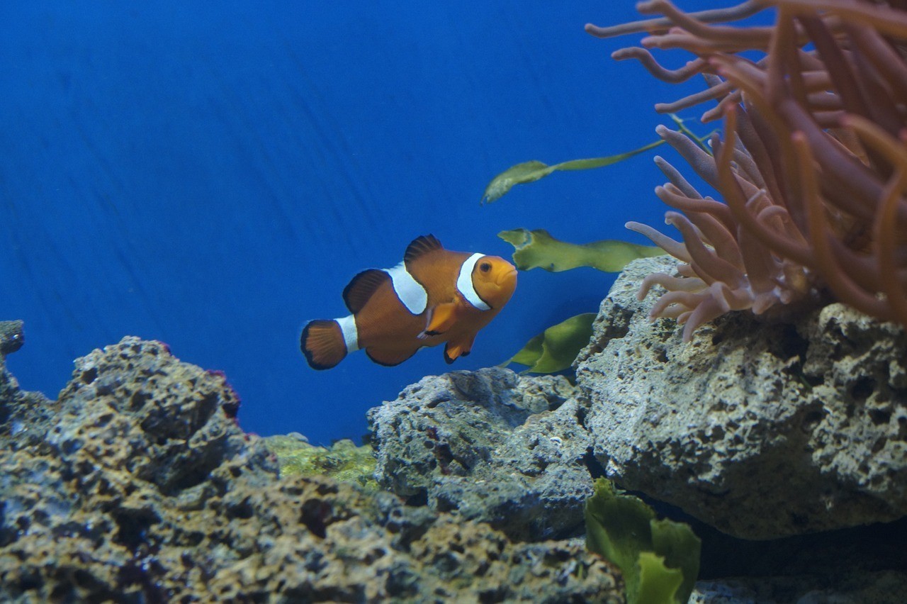 明水縣魚喜水閣觀賞魚店（明水水族館）
