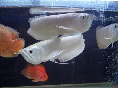 養銀龍魚最小多大的缸比較好：養銀龍魚的最小尺寸是多大？
