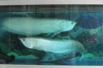 養銀龍魚最小多大的缸比較好：養銀龍魚的最小尺寸是多大？