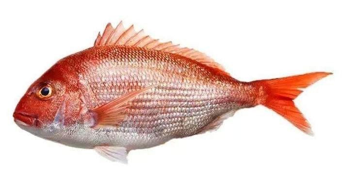 紅立魚(yú)和鯛魚(yú)的區(qū)別
