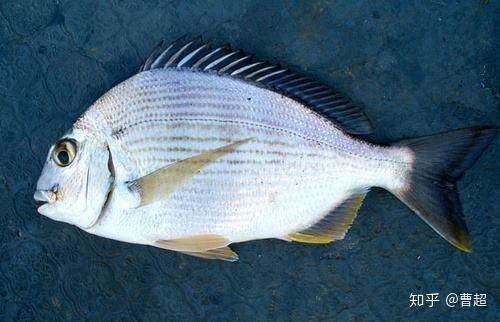 紅立魚(yú)和鯛魚(yú)的區(qū)別