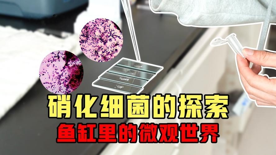 一張圖看硝化細菌成功 一張圖看硝化細菌成功 2025長城杯龍魚大賽 第7張