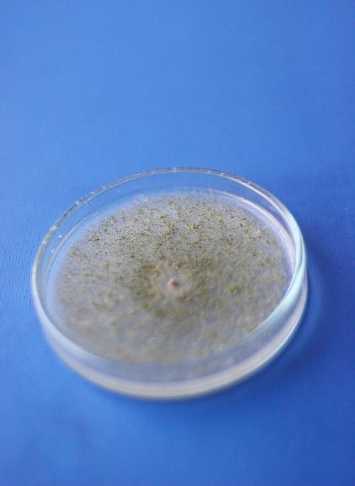 一張圖看硝化細菌成功 一張圖看硝化細菌成功 2025長城杯龍魚大賽 第14張