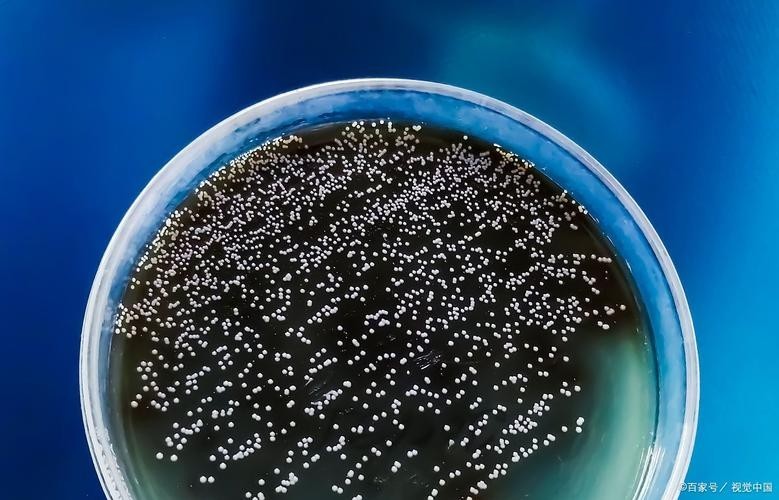 一張圖看硝化細菌成功 一張圖看硝化細菌成功 2025長城杯龍魚大賽 第8張