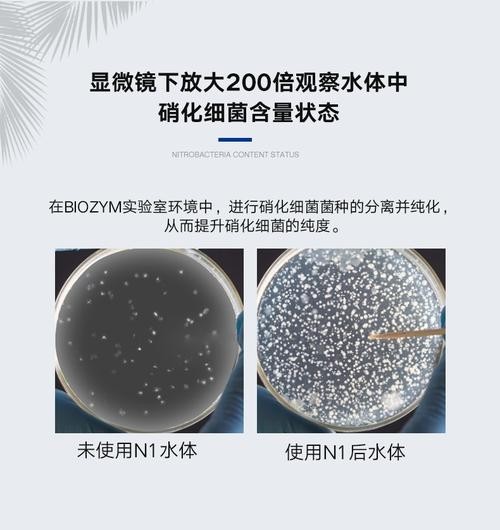 一張圖看硝化細菌成功 一張圖看硝化細菌成功 2025長城杯龍魚大賽 第22張
