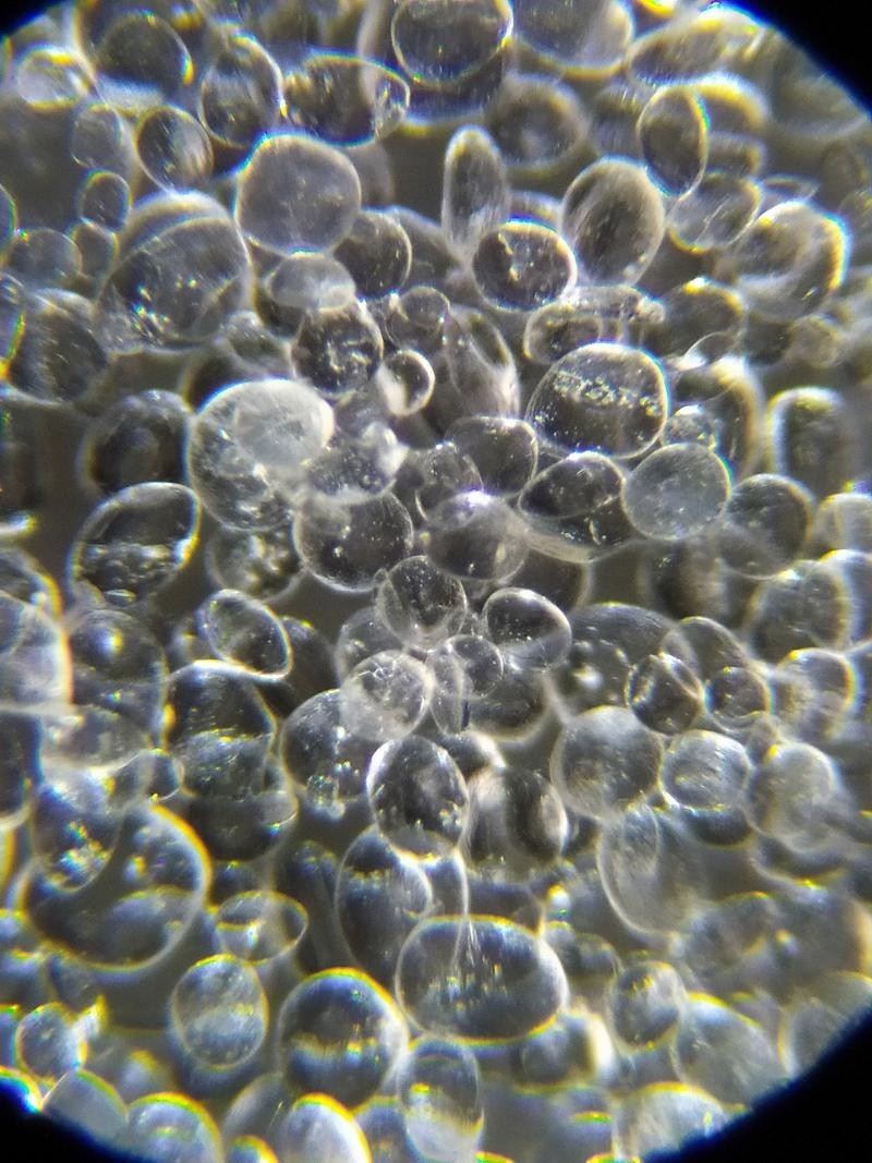 一張圖看硝化細菌成功 一張圖看硝化細菌成功 2025長城杯龍魚大賽 第2張