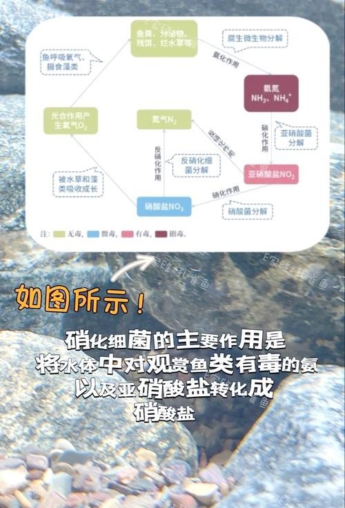 一張圖看硝化細菌成功 一張圖看硝化細菌成功 2025長城杯龍魚大賽 第23張