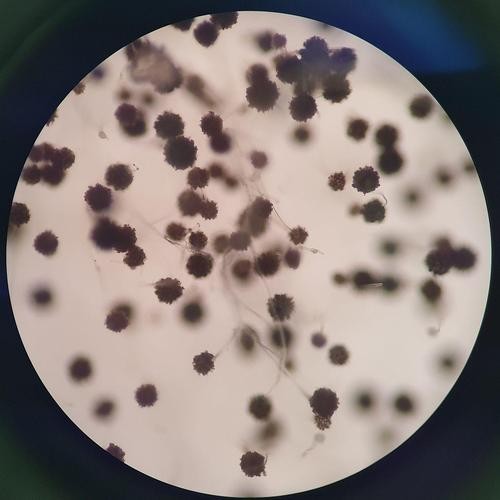 一張圖看硝化細菌成功 一張圖看硝化細菌成功 2025長城杯龍魚大賽 第1張