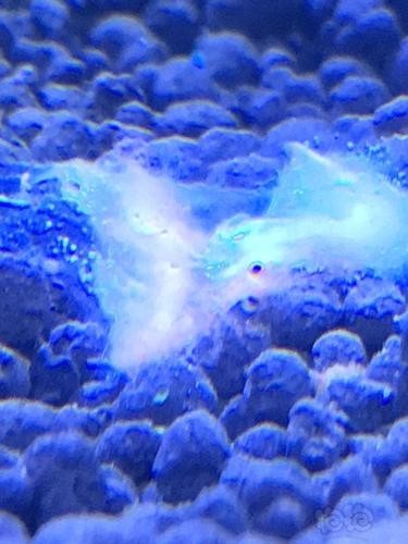 一張圖看硝化細菌成功 一張圖看硝化細菌成功 2025長城杯龍魚大賽 第13張