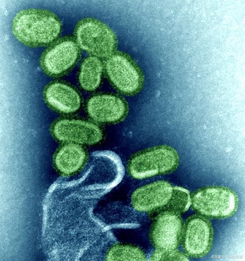 一張圖看硝化細菌成功 一張圖看硝化細菌成功 2025長城杯龍魚大賽 第17張