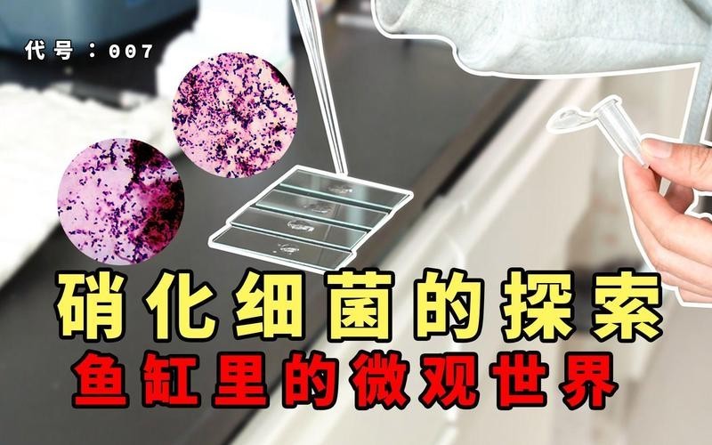一張圖看硝化細菌成功 一張圖看硝化細菌成功 2025長城杯龍魚大賽 第15張