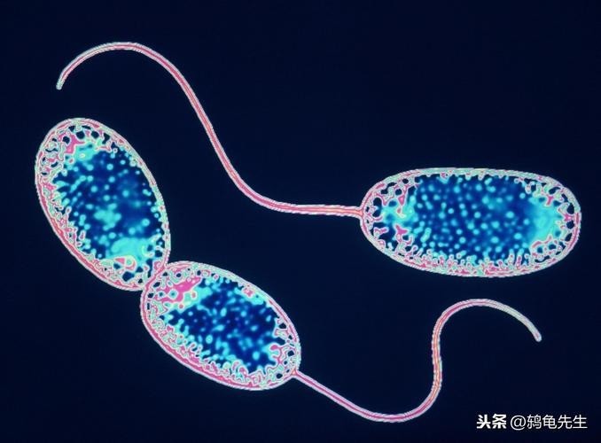 一張圖看硝化細菌成功 一張圖看硝化細菌成功 2025長城杯龍魚大賽 第12張