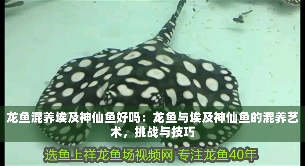 龍魚混養(yǎng)埃及神仙魚好嗎：龍魚與埃及神仙魚的混養(yǎng)藝術(shù)，挑戰(zhàn)與技巧