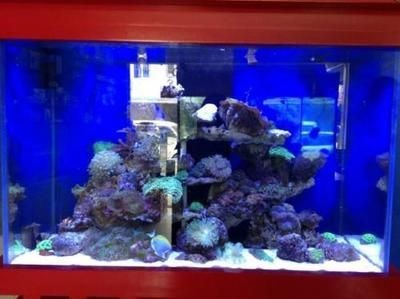 海水魚缸哪個(gè)牌子好（海水魚缸品牌是根據(jù)搜索結(jié)果整理的一些知名海水魚缸品牌）