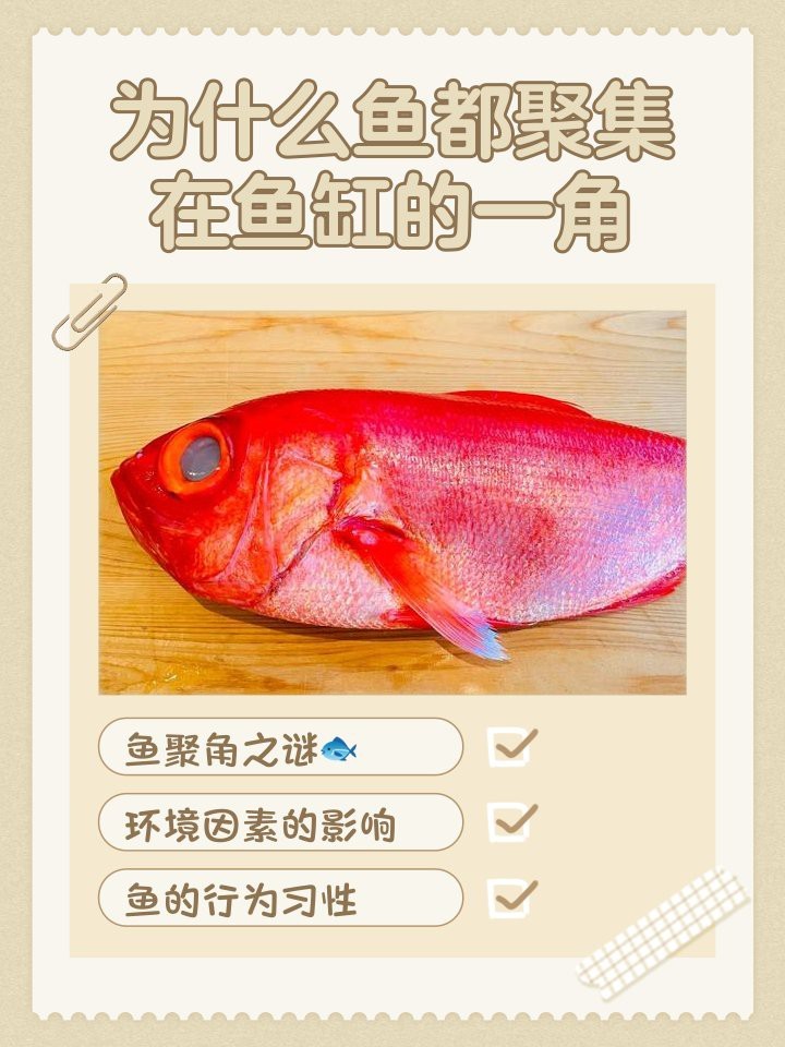 魚(yú)都扎堆在魚(yú)缸的一角