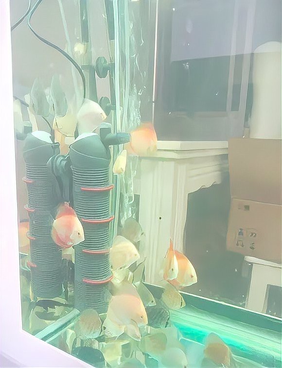 魚(yú)都扎堆在魚(yú)缸的一角