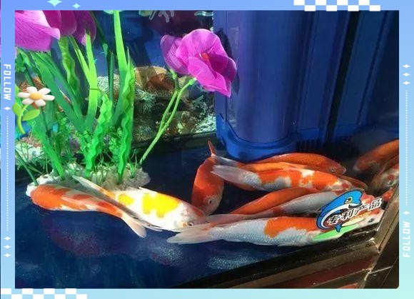 魚(yú)都扎堆在魚(yú)缸的一角