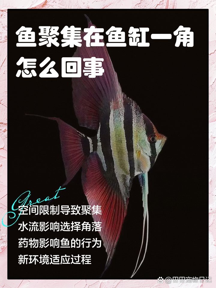 魚都扎堆在魚缸的一角