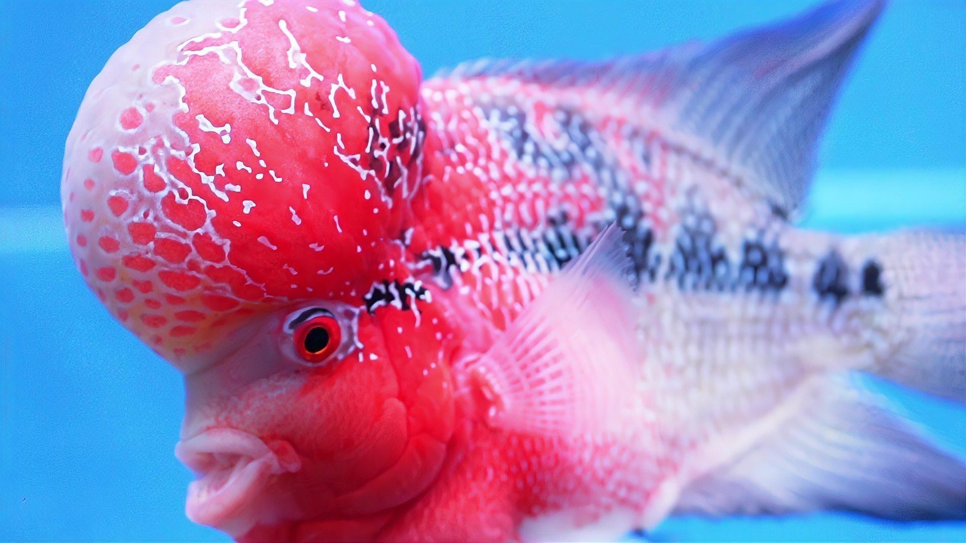 羅漢和龍魚哪個厲害