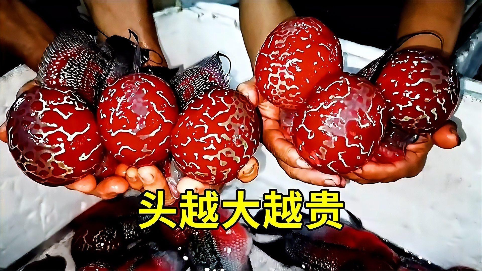 羅漢和龍魚哪個厲害