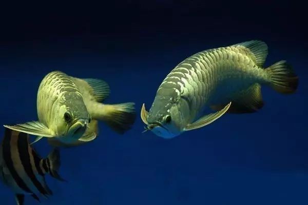 羅漢和龍魚哪個厲害
