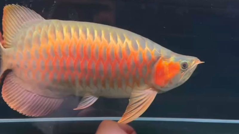 紅龍魚戰車三個鍵的用法