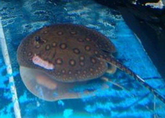 魟魚生寶寶了要警惕四種病