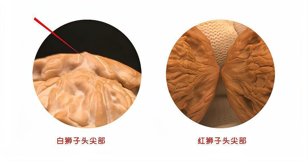 紅獅子和白獅子區別