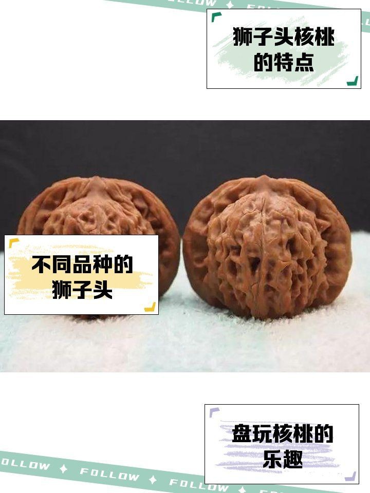紅獅子和白獅子區別