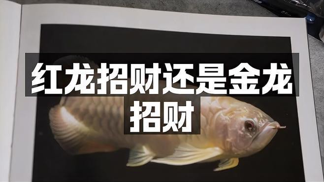 金龍魚和紅龍魚哪個更有收藏價值？