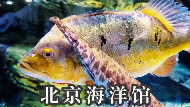 北京海洋館有哪些特色展區(qū)？