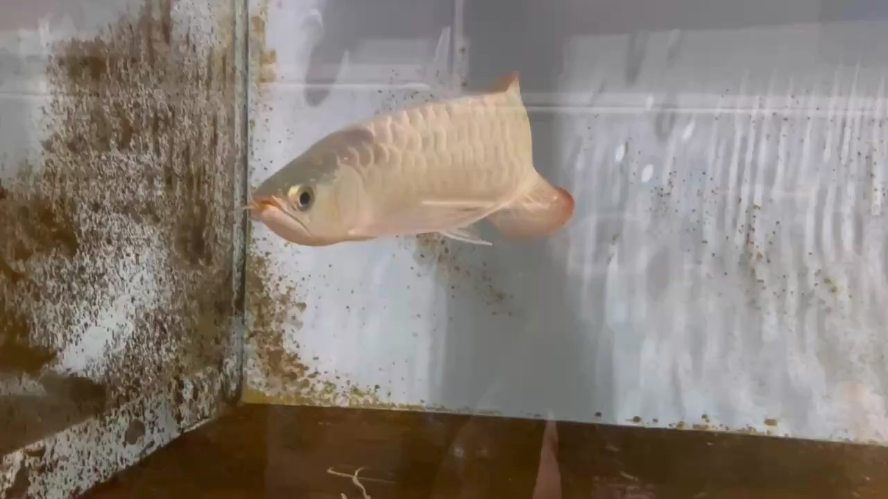 超級鯊魚嘴炮彈頭紅龍