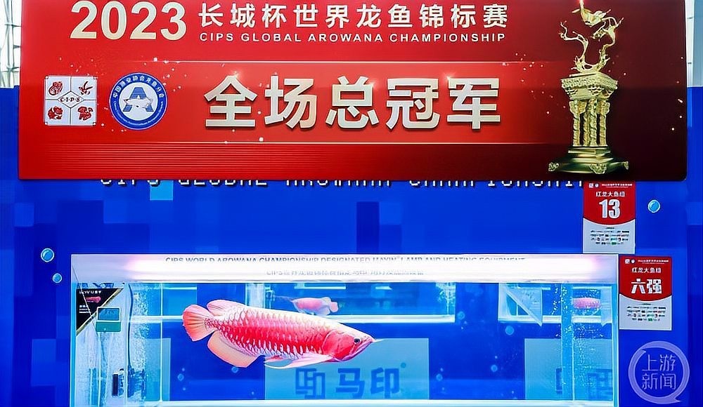 紅龍魚賽事的獎金如何分配？
