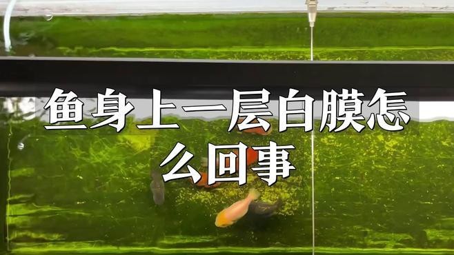 金龍魚(yú)身上有白膜怎么治療