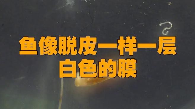 金龍魚(yú)身上有白膜怎么治療